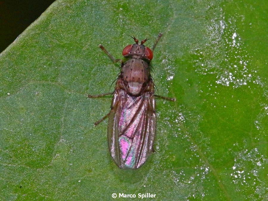 Muscomorpha Acalyptratae (fam. non determinabile)